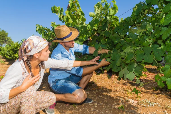 Pareja joven, viticultores, en el viñedo . — Foto de Stock