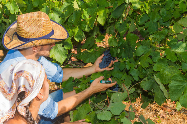 Молодая пара, виноградари, в винограднике
.