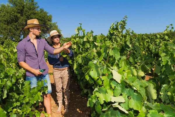Młoda para, plantatorów winorośli, w winnicy. — Zdjęcie stockowe