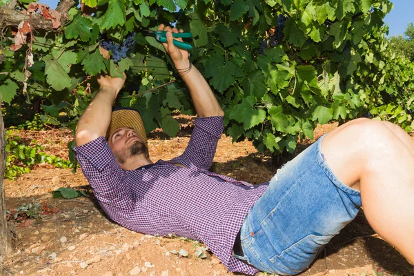 Young man, vine grower, in the vineyard. — Stock Photo, Image