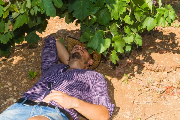 Young man, vine grower, in the vineyard. — Stock Photo, Image