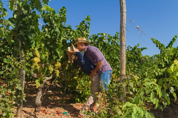 Young couple, vine growers, in the vineyard. — Stock Photo, Image