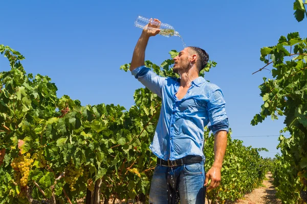 Heat exhausted young farmer cooling himself in vineyard. — Stock Photo, Image