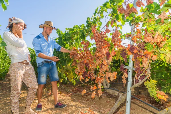 Disappointed farmers inspecting mildew parasite infected vines a — Stock Photo, Image
