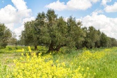 Akdeniz zeytin ağaçları yeşiller ve kısmen bulutlu gökyüzü, Girit Adası, Yunanistan