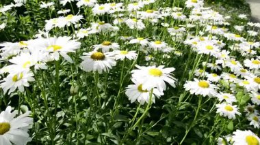 Beyaz papatyalar çiçek tarhı. Bahar bahçelerinde beyaz margueritalar.