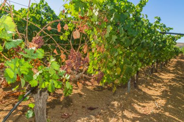 üzüm ve üzüm küf parazit bulaşmış.