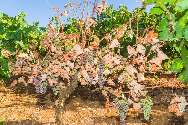 Parásito del moho viñas y uvas infectadas . — Foto de Stock