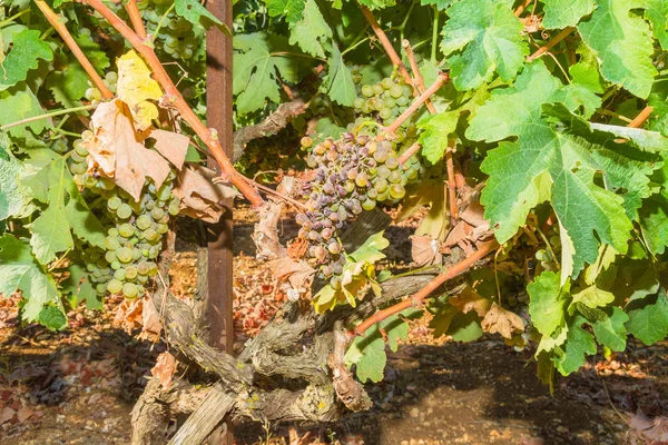 Vinhas e uvas infetadas por parasitas de oídio . — Fotografia de Stock