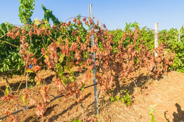 Parásito del moho viñas y uvas infectadas . — Foto de Stock