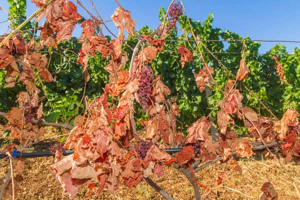 Pasożyt pleśni zakażonych winorośli i winogron. — Zdjęcie stockowe