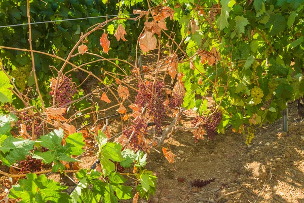 Meldueparasittinfiserte vinstokker og druer . – stockfoto