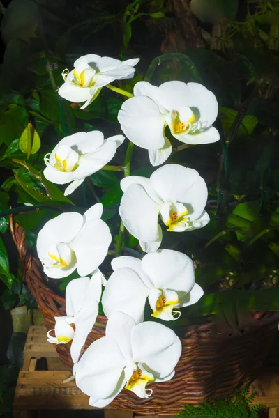 Vit orkidé blommor. — Stockfoto