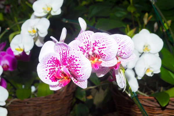Fialová orchidej květina. — Stock fotografie
