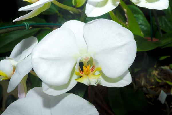 Vit orkidé blomma. — Stockfoto