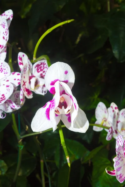 Vit-lila orkidé blomma. — Stockfoto