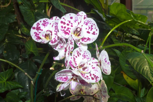 Lila orkidé blomma. — Stockfoto