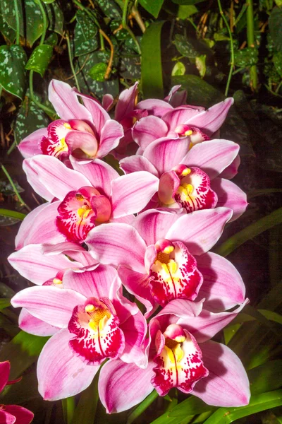 Rosa orkidé blomma närbild — Stockfoto