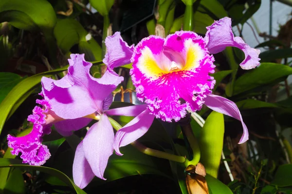 Lila orkidé blomma. — Stockfoto