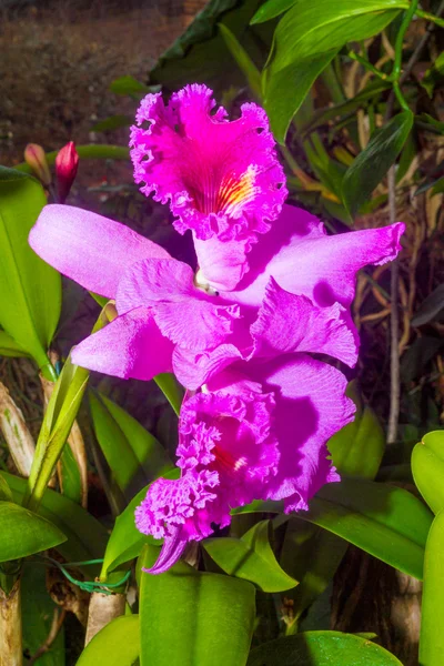 Lila orkidé blomma. — Stockfoto