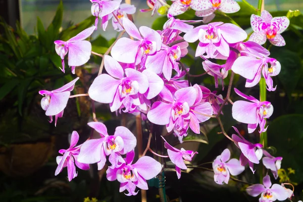 Lila orkidé blomma. — Stockfoto