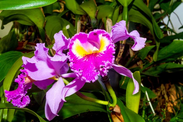 Delikat orkidé blomma närbild — Stockfoto