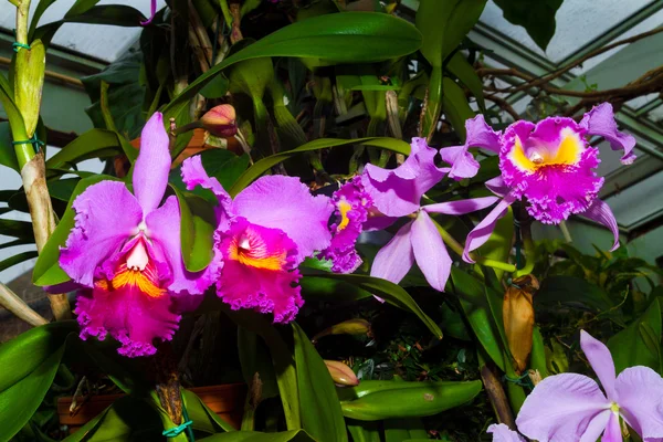 Delikat orkidé blomma. — Stockfoto