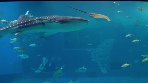 Okinawa Giappone Novembre 2017 Gli Squali Balena All Acquario Okinawa — Video Stock