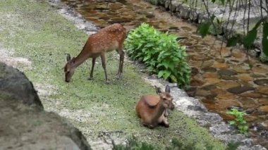 geyik doğaya sahnede