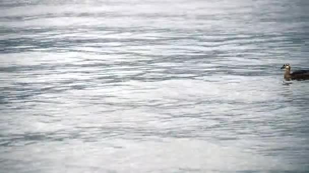 Pato nadando na lagoa — Vídeo de Stock