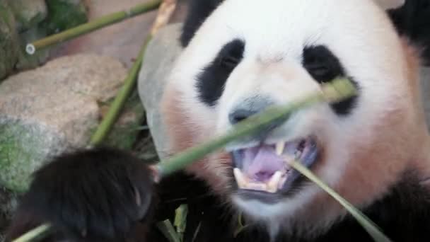 Großaufnahme Großer Panda frisst Bambus — Stockvideo