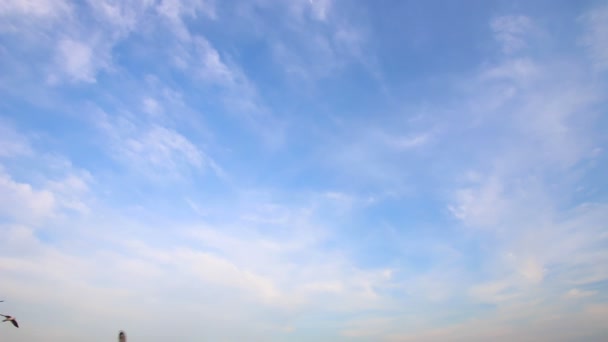 Möwenschwarm fliegt über Kopf — Stockvideo