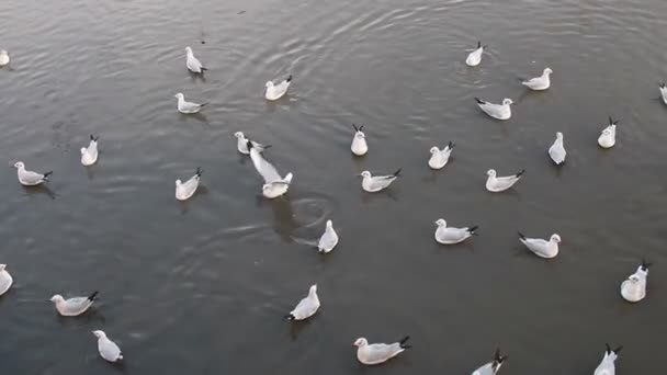 Möwenschwarm schwebt über dem Wasser — Stockvideo