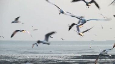 Martılar üzerinde kafa sinek