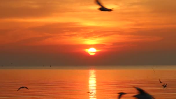 Manada de gaviotas sobrevuelan el mar al atardecer — Vídeos de Stock