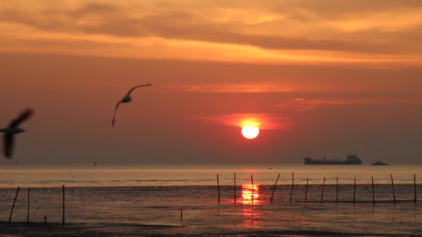 Pôr do sol e pássaros zoom — Vídeo de Stock