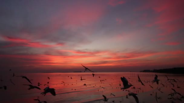 Möwenschwärme fliegen in der Dämmerung über das Meer — Stockvideo