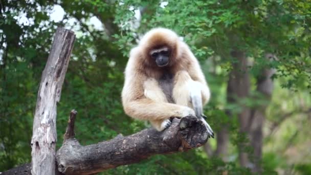 Gibbon scratch on tree - stock video — Stock Video