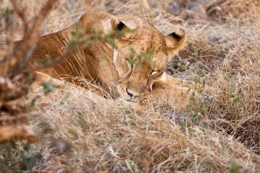 İnanılmaz güzel bir aslan doğada uyuyor.
