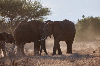 Kenya 'da fil safarisi