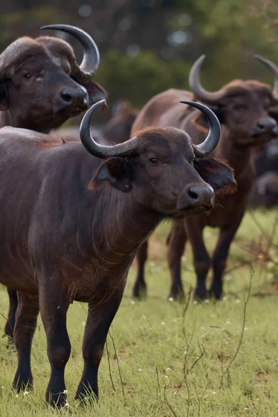 buffalo. animal walk on safari