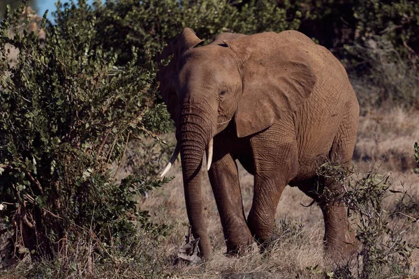Safari Kenya Gajah Berjalan Alam — Stok Foto