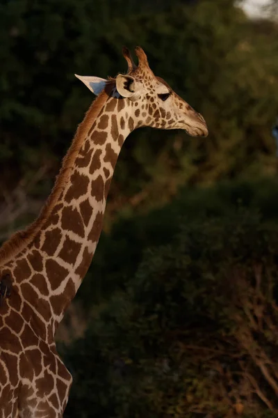 Ritratto Foto Giraffe Tramonto — Foto Stock