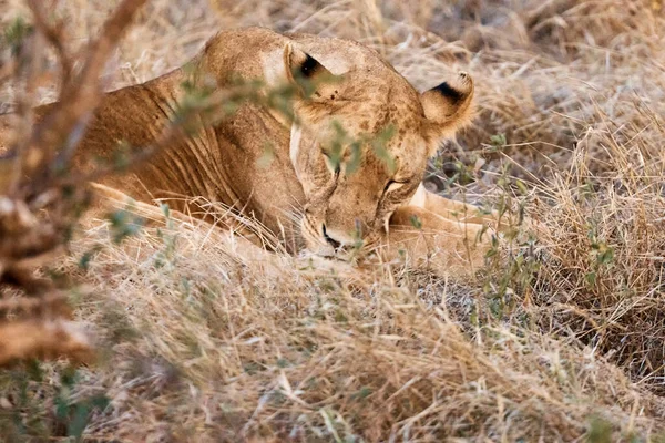 Utrolig Smuk Løve Sover Naturen - Stock-foto