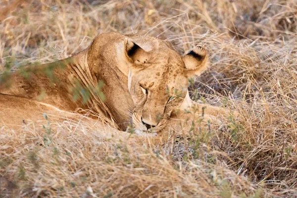 Incredibly Beautiful Lion Sleeping Nature — Stock Photo, Image
