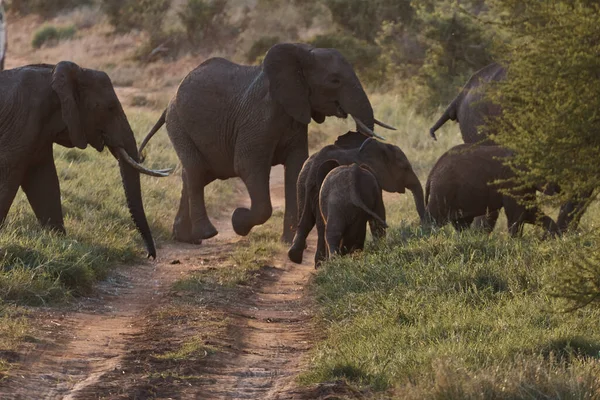 Passeio Elefante Familiar Safári Quênia — Fotografia de Stock