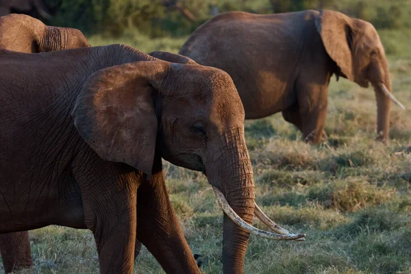 Passeio Elefante Familiar Safári Quênia — Fotografia de Stock