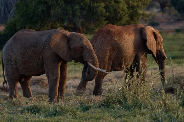 Sepasang Gajah Berjalan Safari — Stok Foto