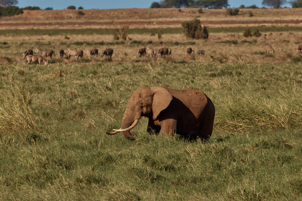 Photo of an elephant and animals on a safari