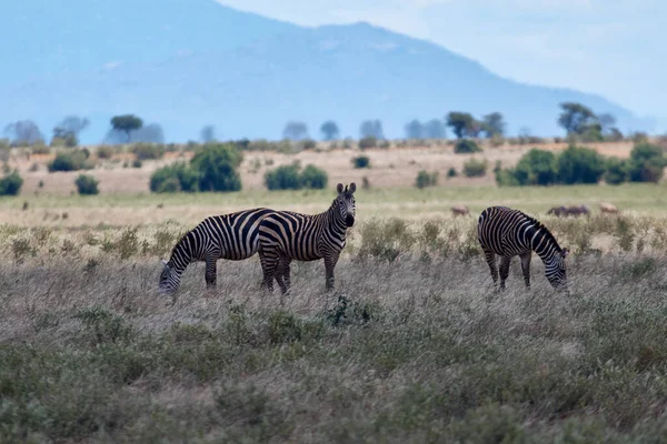 ครอบคร วของ Zebras ซาฟาร เคนยา — ภาพถ่ายสต็อก